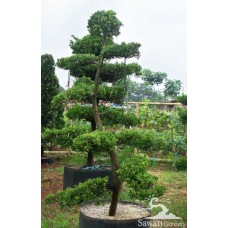 Lohansung (Podocarpus sp)